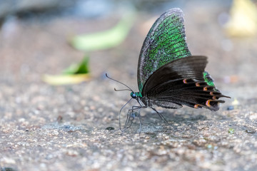 Fototapeta na wymiar Paris Peacock (Papilio paris) Butterfly