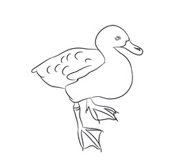 duck lines. vector,