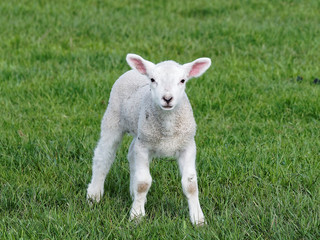 Lamb Looking at You