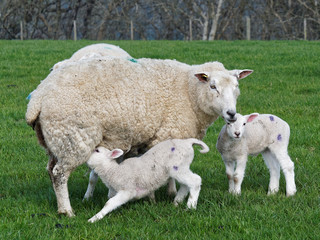 Fototapeta premium Ewe with Lamb Suckling 