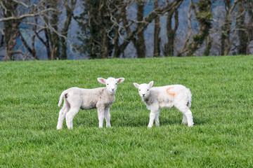 Obraz premium Pair of Lambs