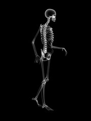 X RAY Skeleton 3D Render