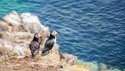 Close view of two puffins on a rock  on sunny day