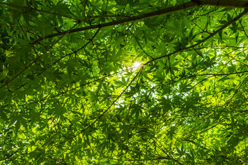 真夏の木陰 Fresh green leaves