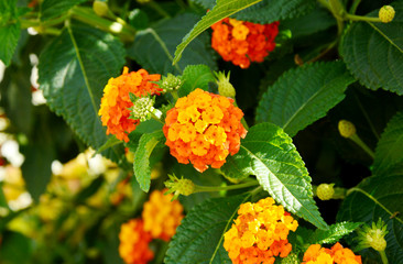 Lantana camara  flowers or tickberry in the garden.
Orange and yellow flowers.