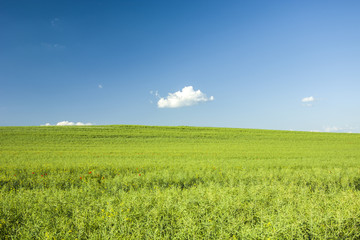 Green large rape field and blue sky
