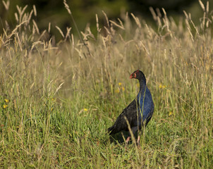 Pukeko