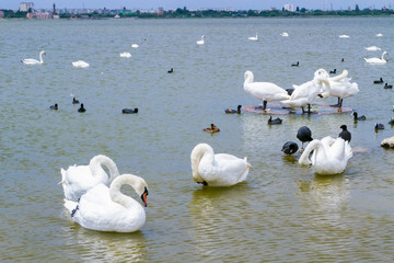 Swan lake with white and black swans and other birds