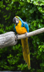 Blue and yellow parrot-5