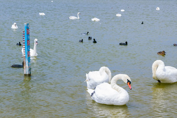 Swan lake with white and black swans and other birds