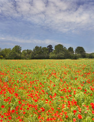 Poppy Fields