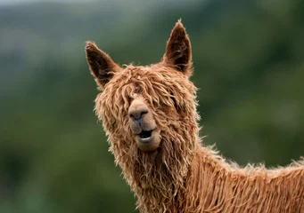 Foto op Plexiglas Lama Alpaca