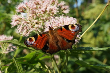 Fototapeta Motyl ,motyl na kwiecie,kolorowy motyl  obraz