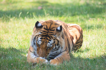 Natural Tiger eating in summer nature safari park, Bengal Tigers eating in the zoo in natural landscape.