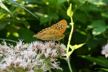 Fototapeta Motyl ,motyl na kwiecie,kolorowy motyl  obraz
