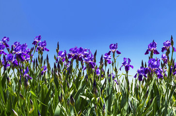 Purple irises on a background of blue sky © vesta48