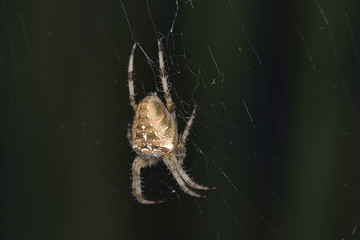 Araneus diadematus spider, Greece