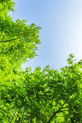 夏の空と緑 Fresh green leaves