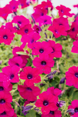 Beautiful bright outdoor flowers in pots in the summer