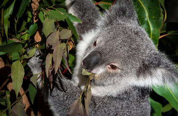 Australian Koala