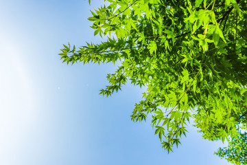 夏の空と緑 Fresh green leaves