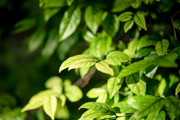 abstract,bokeh leaf pattern nature green background.