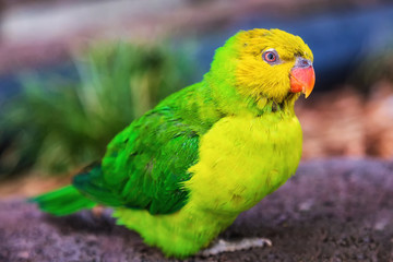 Rainbow Lorikeet Portrait