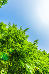 夏の空と緑 Fresh green leaves