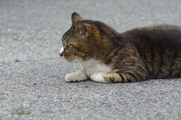 ねこ ネコ 猫 子猫 かわいい cat 仕草 日常