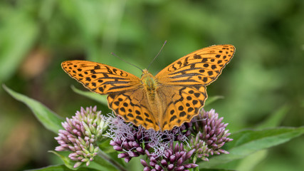 Obraz premium Perlmuttfalter sitzt auf lila Blume
