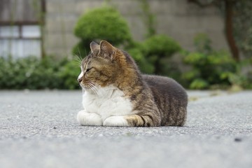 ねこ ネコ 猫 子猫 かわいい cat 仕草 日常