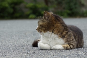 ねこ ネコ 猫 子猫 かわいい cat 仕草 日常