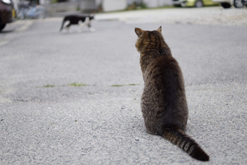 ねこ ネコ 猫 子猫 かわいい cat 仕草 日常