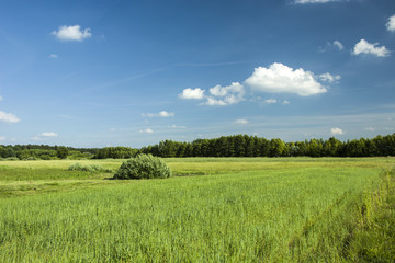 Green fields, forest and blue sky