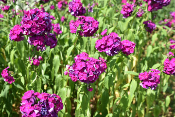 Obraz premium Phlox rose au jardin