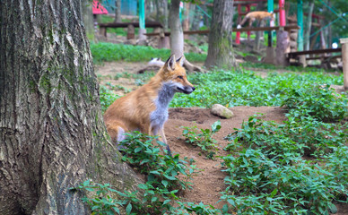 狐 キツネ fox かわいい 視線 観察
