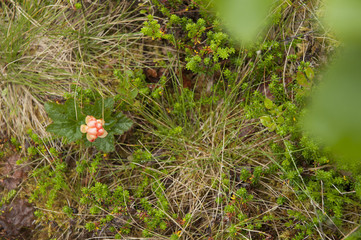 Different kinds of beautiful field flowers blossoming in Norway