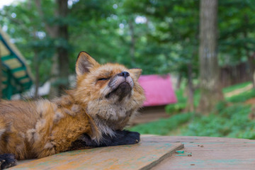 Obraz premium 狐 キツネ fox かわいい 視線 観察