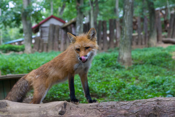 狐 キツネ fox かわいい 視線 観察