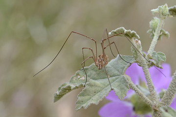 Opiliones formerly Phalangida are an order of arachnids commonly known as harvestmen. Crete