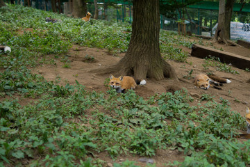 狐 キツネ fox かわいい 視線 観察