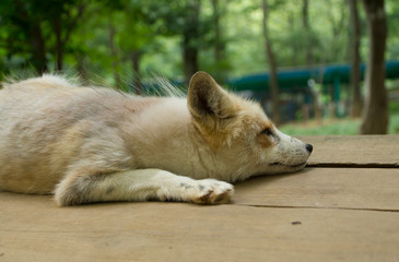 狐 キツネ fox かわいい
