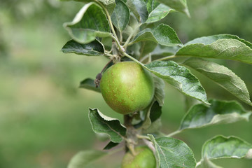Pomme verte