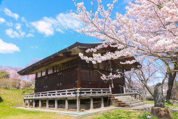 Fototapeta premium 桜 ソメイヨシノ 春 新生活