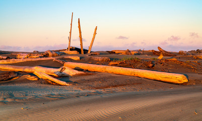 Driftwood