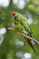 Military Macaw- Ara militaris, large beautiful green parrot from South America forests, Argentina.