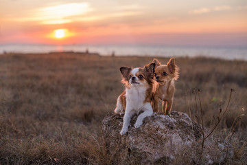 two dogs at sunset