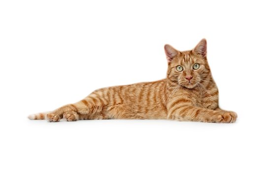 Cute ginger cat lies on the ground and looking to the camera - Side view isolated on white..