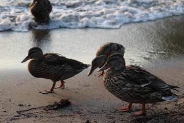 happy ducks by the water