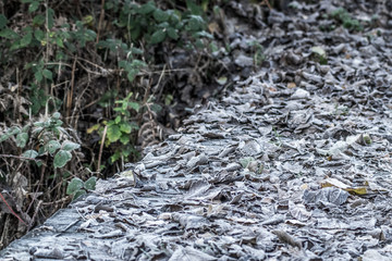 frosty leaves